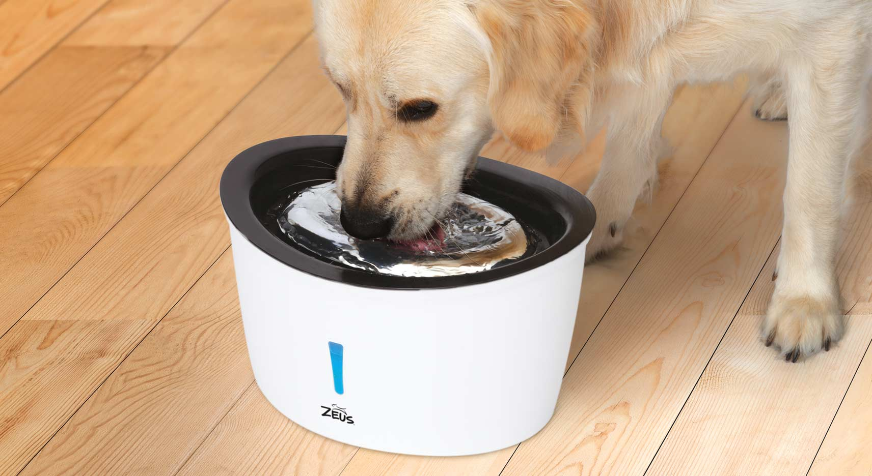 How Much Water Should My Dog Actually Drink?