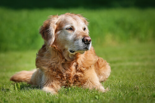 The Day I Realized 'Dog Years' Is a Lie