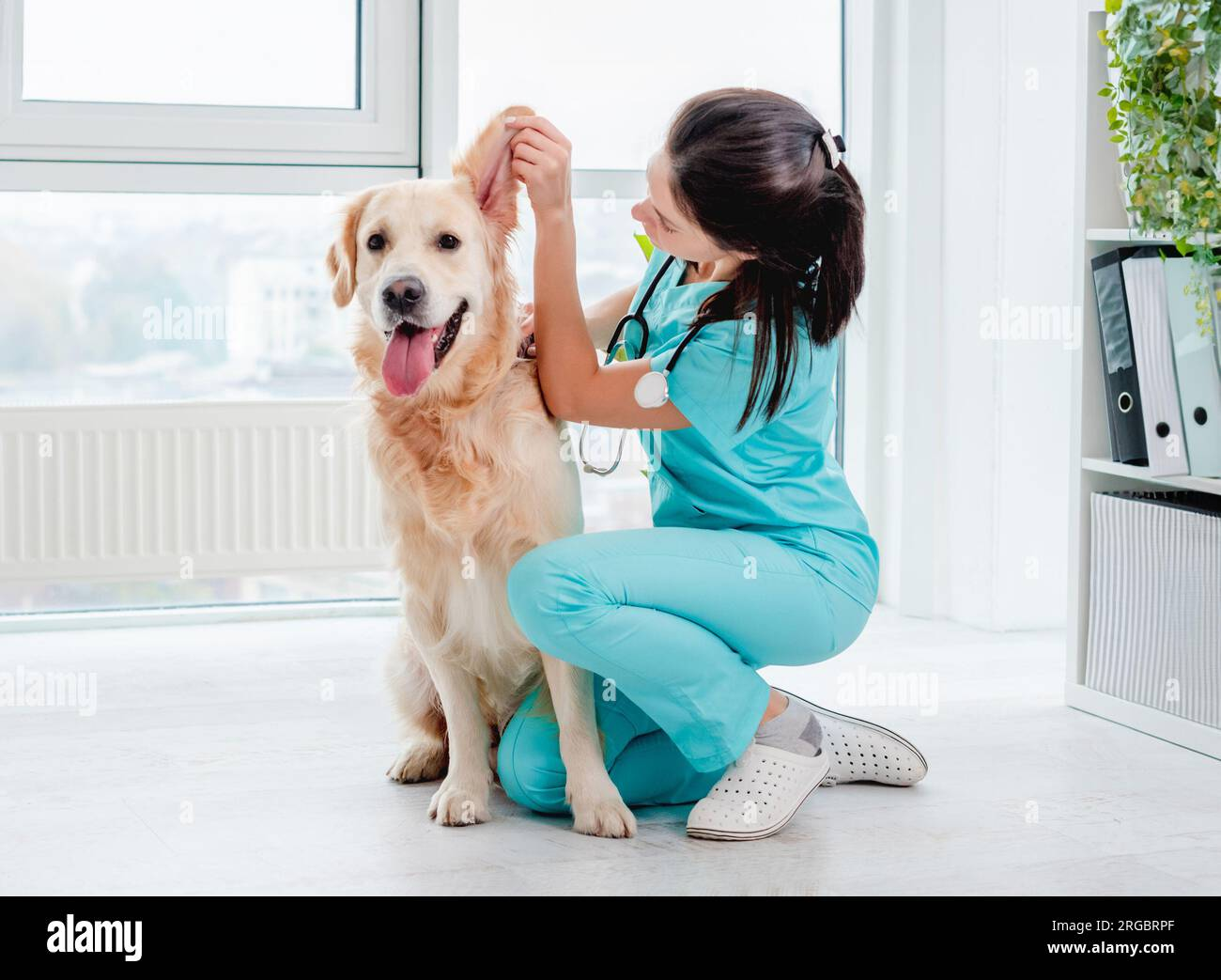 Veterinarian examining golden retriever ear