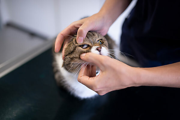 Scared British Shorthair cat at first veterinary examination