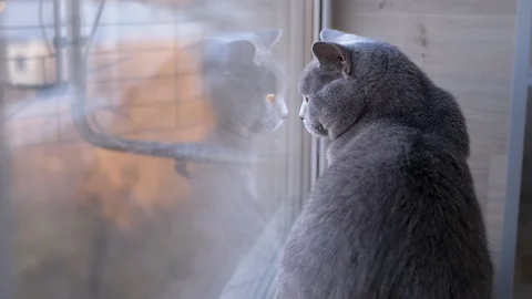 Overweight British Shorthair cat on windowsill
