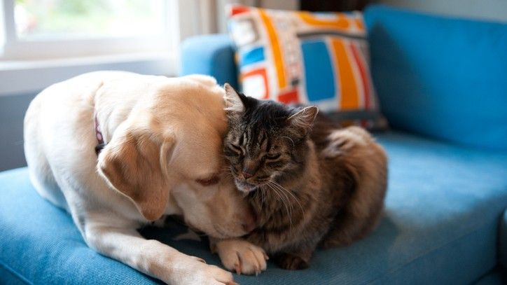 Dog and cat living together peacefully on couch