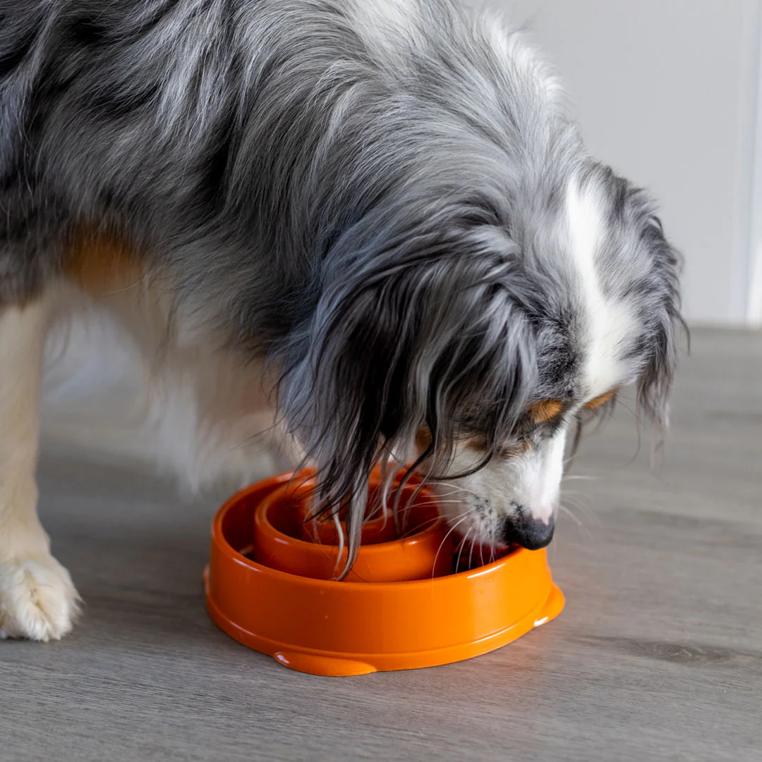 I Bought a Slow Feeder Bowl. Here's What Actually Happened.