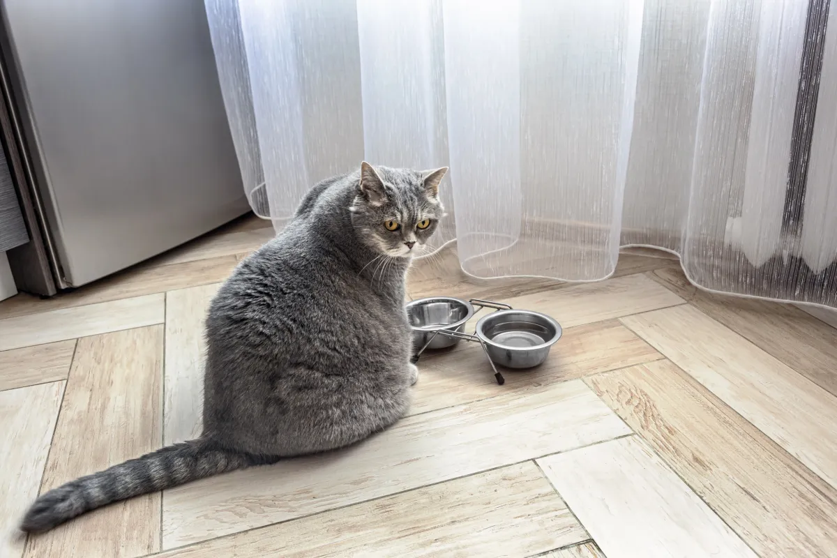 British Shorthair cat looking at an empty food bowl with judgment