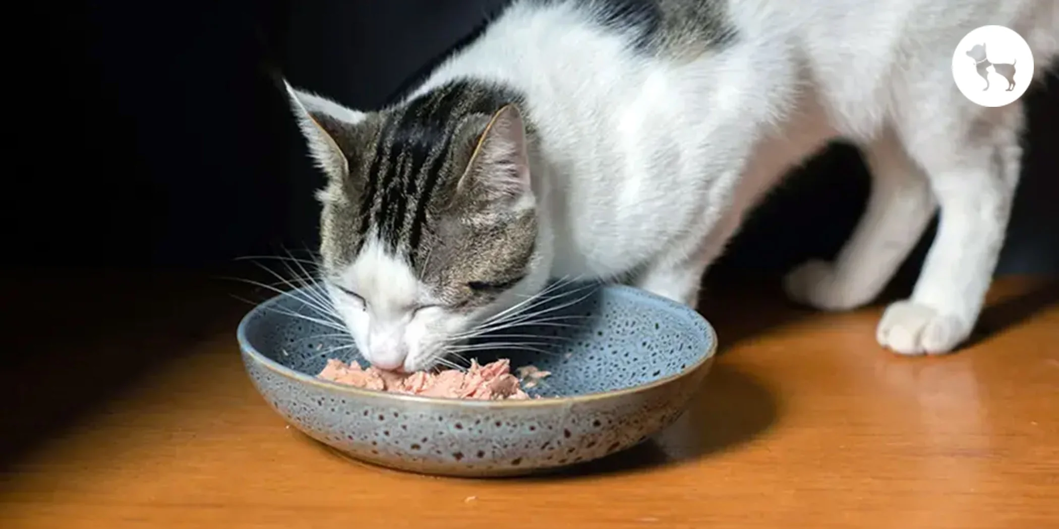 Should I Switch My Cat to Wet Food? I Did the Math.